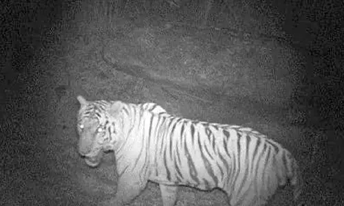 After 50 yrs, tigers seen in Jawalagiri
