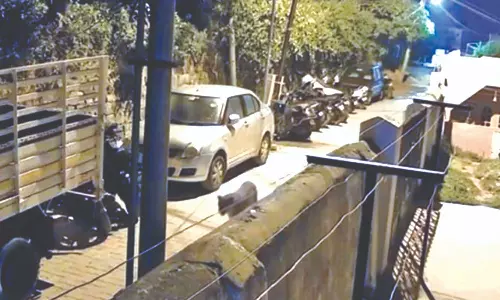 Leopard spotted in residential area in Coonoor, triggers panic