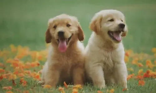 How long might your dog live? New study calculates life expectancy for different breeds How long might your dog live? New study calculates life expectancy for different breeds