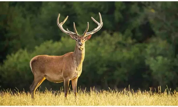 Animals keep eating precious plants – we used ‘smell misinformation’ to keep them away Animals keep eating precious plants – we used ‘smell misinformation’ to keep them away