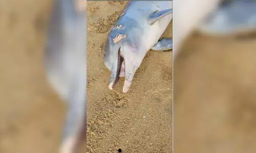 Deceased dolphin calf washed ashore in Panaiyur Kuppam Beach