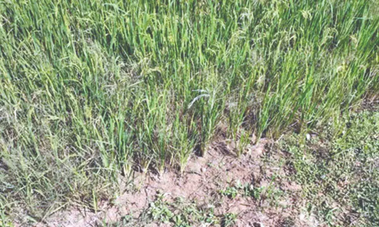 Ryots seek more water to save samba, thalady Ryots seek more water to save samba, thalady