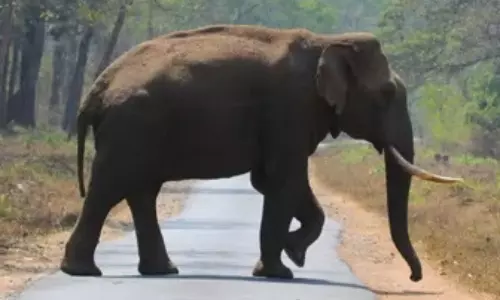 Arikomban healthy: TN Forest Dept refutes reports about wild tuskers death