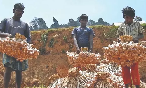 Kodai hill garlic price hits new high