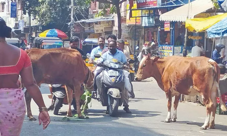 Citizen Connect: Stray cattle continues to haunt public in Triplicane
