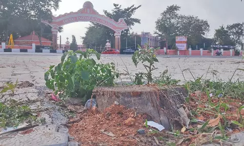 400 trees felled to widen road in Tiruvannamalai: NGO