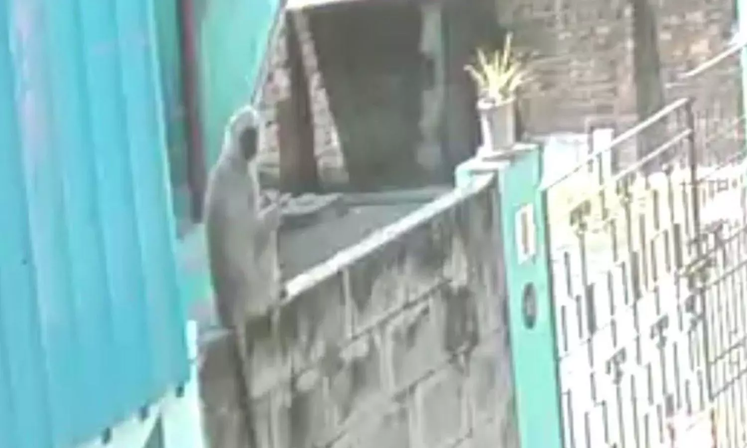 Escaped Hanuman langur seen in Otteri residential area