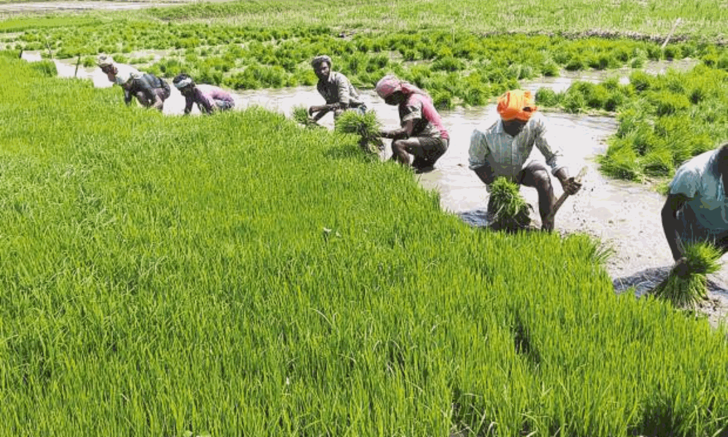 Ryots await DPCs as harvest begins in Ranipet Ryots await DPCs as harvest begins in Ranipet