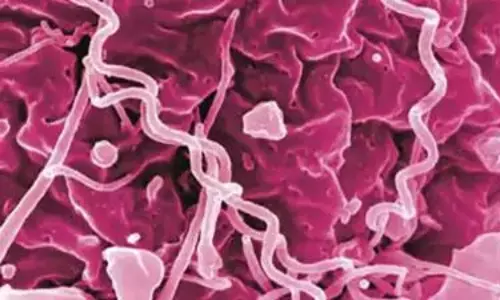 New paper-based platform can rapidly detect antibiotic-resistant bacteria