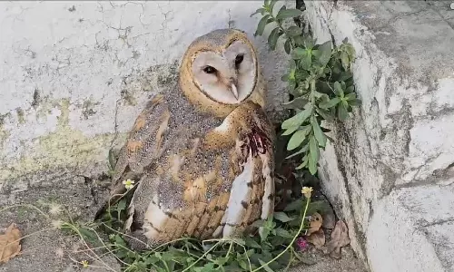 Injured owl found in Panchayat Union office in Sriperumbudur