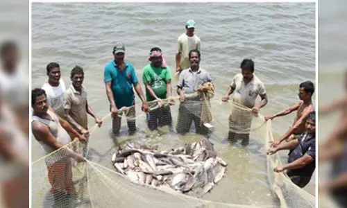 Govt ropes in ONDC to bring fishermen on e-market platform