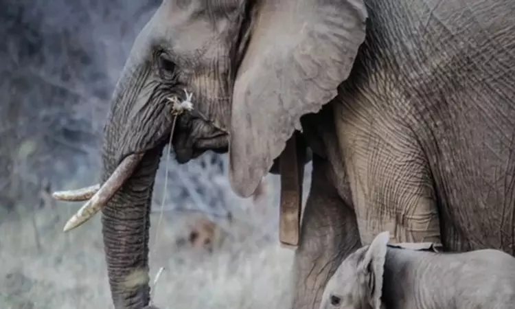 Kerala: Wild elephant attacks Maoist group in Kannur