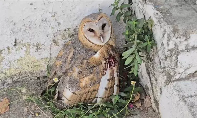 Injured owl found in Panchayat Union office in Sriperumbudur Injured owl found in Panchayat Union office in Sriperumbudur
