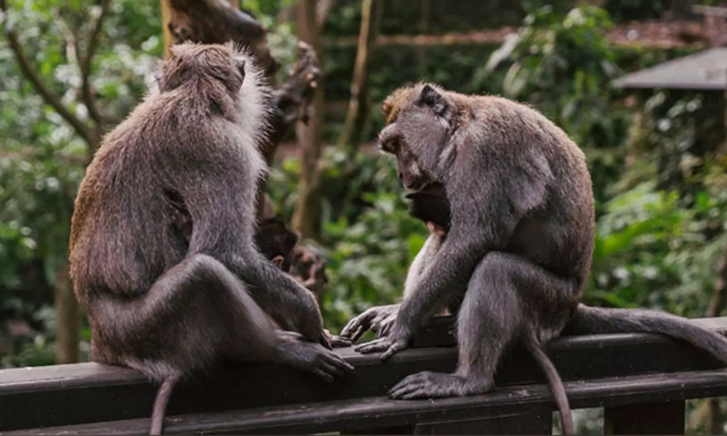 Great apes tease each other just like humans do: Study