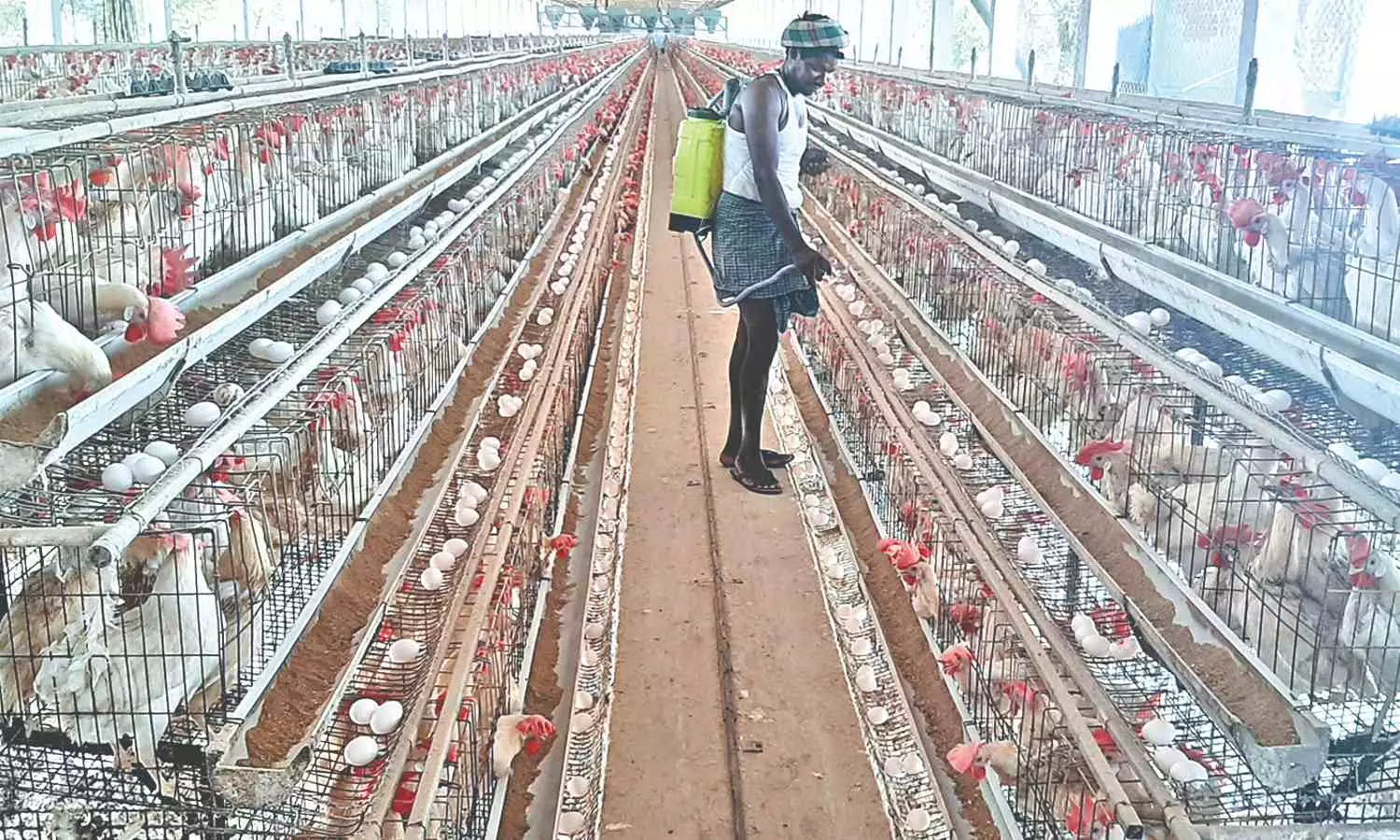 Bird flu scare: Surveillance increased in Namakkal poultry farms