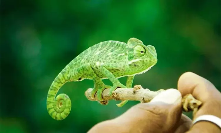 New multicolor 3D printing technology is inspired by chameleons: Study
