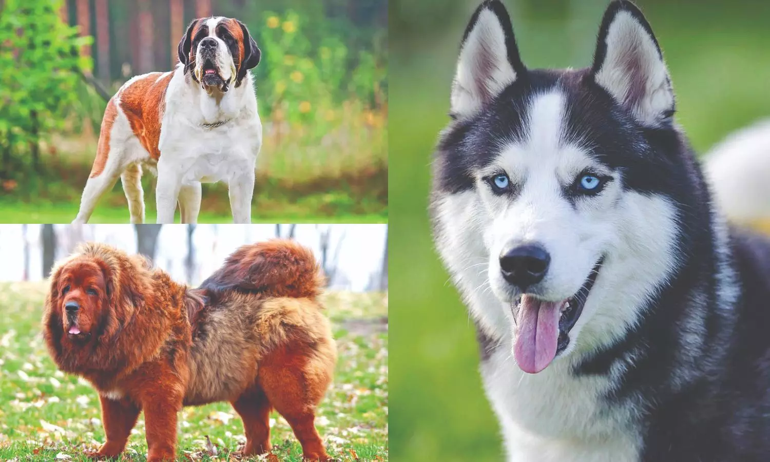 Draft policy moots ban on breeding cold-weather dogs