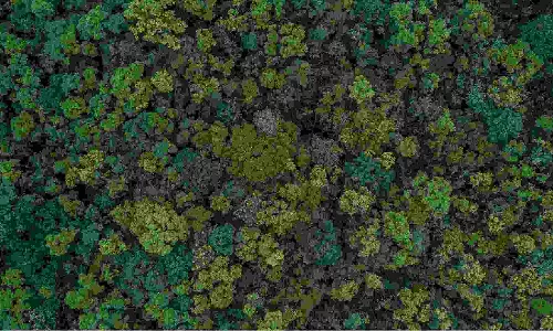 Forestation found to have side-effects, could offset CO2 removal gains Forestation found to have side-effects, could offset CO2 removal gains