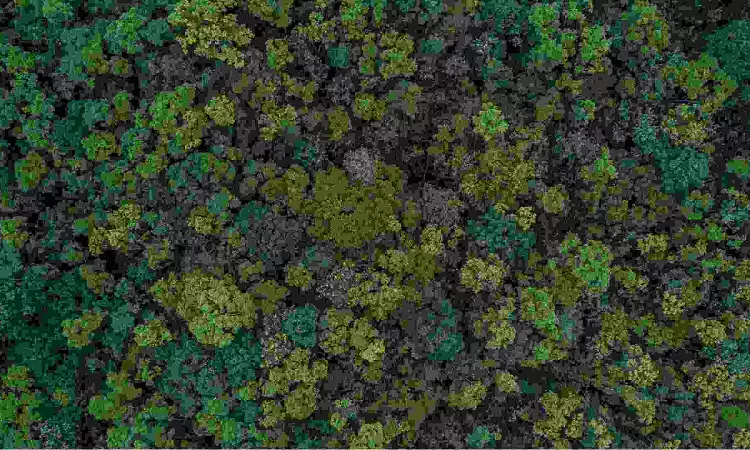Forestation found to have side-effects, could offset CO2 removal gains Forestation found to have side-effects, could offset CO2 removal gains