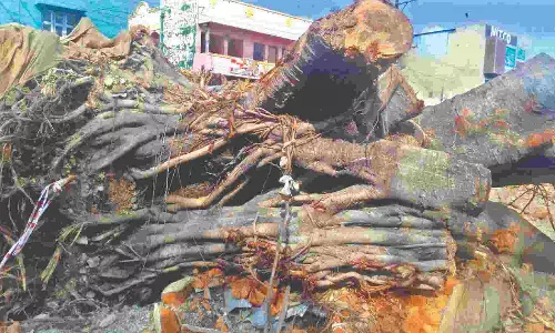 Villagers near Veppur seek translocation of felled 70-year-old ‘holy’ banyan tree