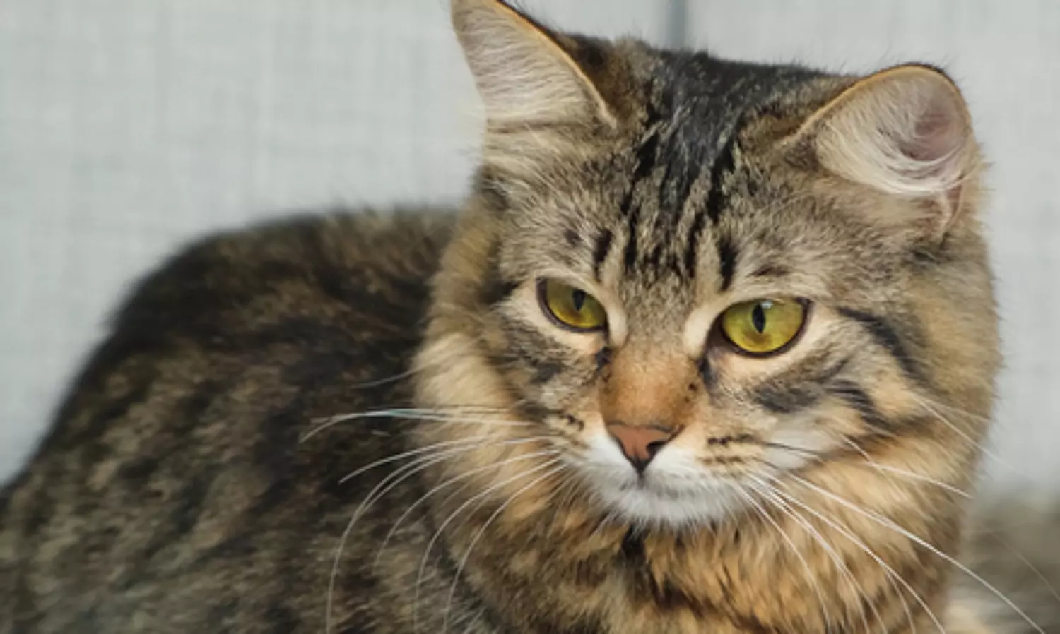 Feline factor Purr-fect: It’s the cat’s meow, but you just don’t understand