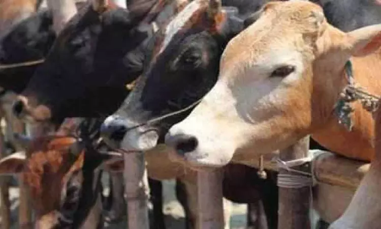 Cow dies in country bomb explosion in Tiger reserve