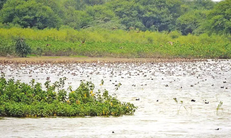 Integrated management plan to be prepared for new Ramsar sites