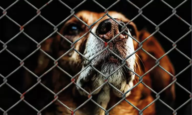 Animal Welfare Board seeks explanation from Blue Cross on 38 animal carcasses