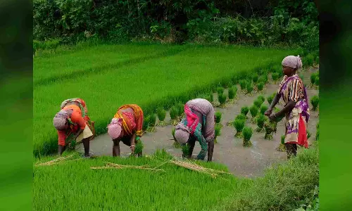 Govt plans to procure 3 varieties of pulses, maize at MSP