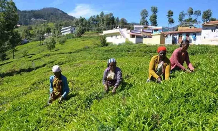 Tamil Nadu: FSSAI conducts interactive sessions for Small Tea Growers (STG) in Coonoor