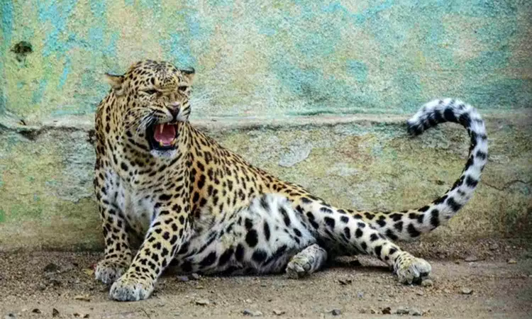 Leopard spotted in Rajasthans Jodhpur, forest officials launch search ops Leopard spotted in Rajasthans Jodhpur, forest officials launch search ops