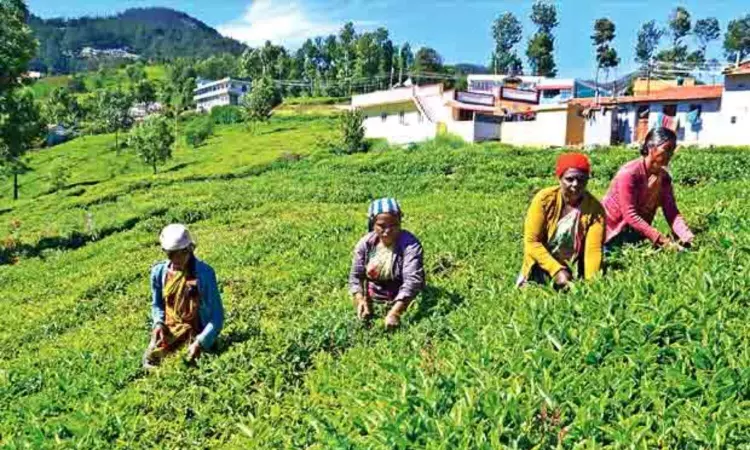 Monsoon failure, labour shortage hit spices farmers in Nilgiris dist