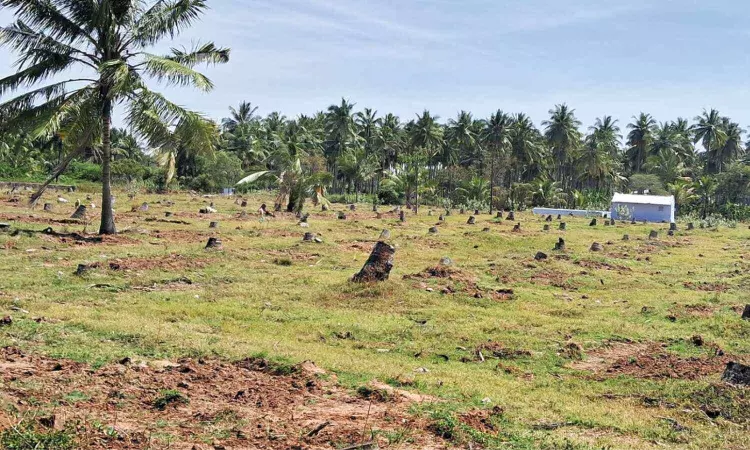Coconut farmers in Kovai hit hard by RWD infection