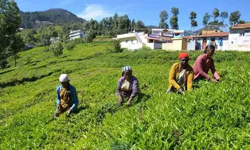 Farmers threaten to boycott polls seeking MSP for tea powder