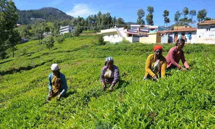 Farmers threaten to boycott polls seeking MSP for tea powder