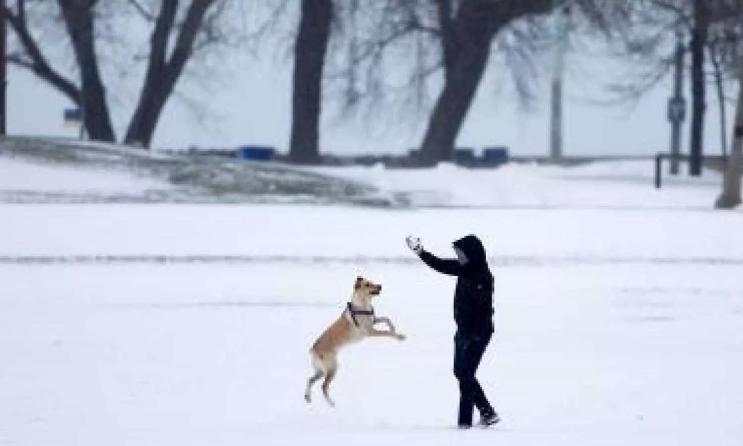 Humans spread more viruses to animals: Study