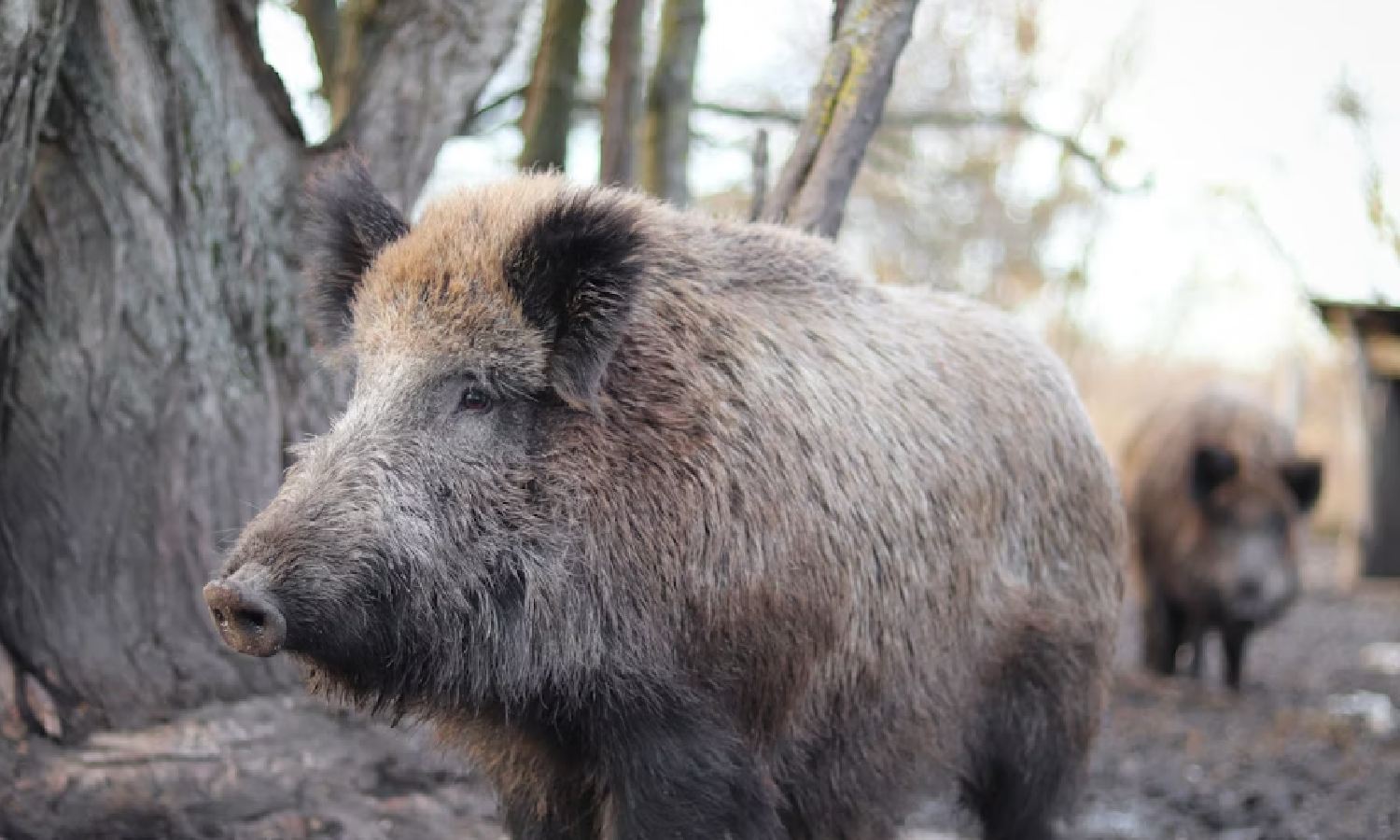 Tamil Nadu: Wild boar damages crops, forest department distributes
