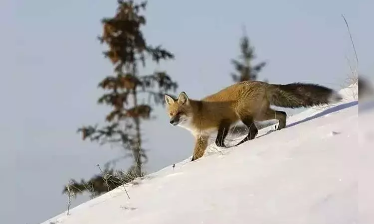 Species in 17 mountains worldwide face extinction risk due to global warming: Study Species in 17 mountains worldwide face extinction risk due to global warming: Study