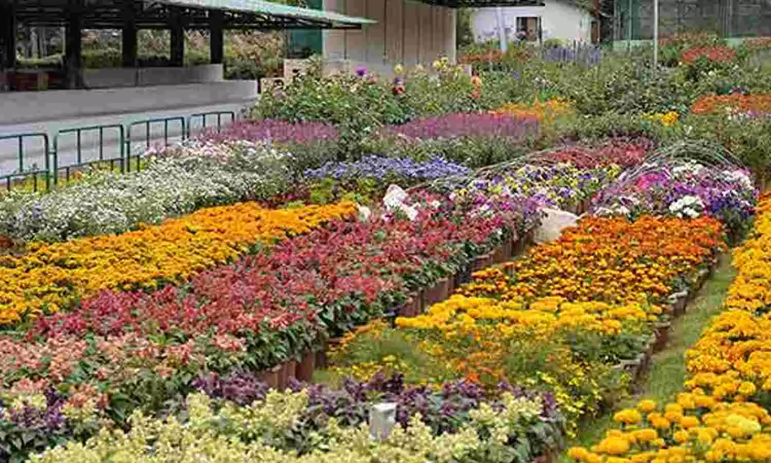 Ooty Flower Show from May 10; to be a 10-day affair this time Ooty Flower Show from May 10; to be a 10-day affair this time