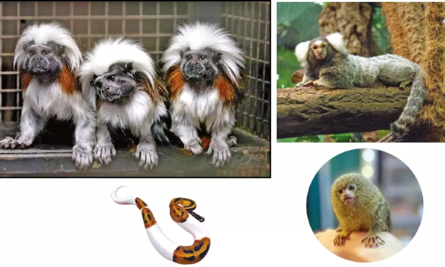Register exotic pets online as per Live Animal Species Rules, says Chief Wildlife Warden