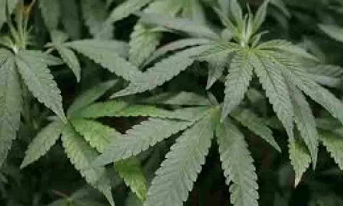 US poised to ease restrictions on marijuana in historic shift