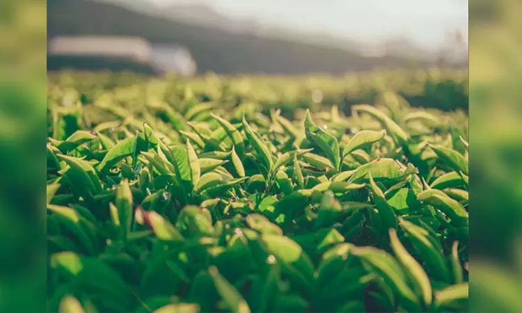 North Bengal tea industry faces crisis due to heat wave