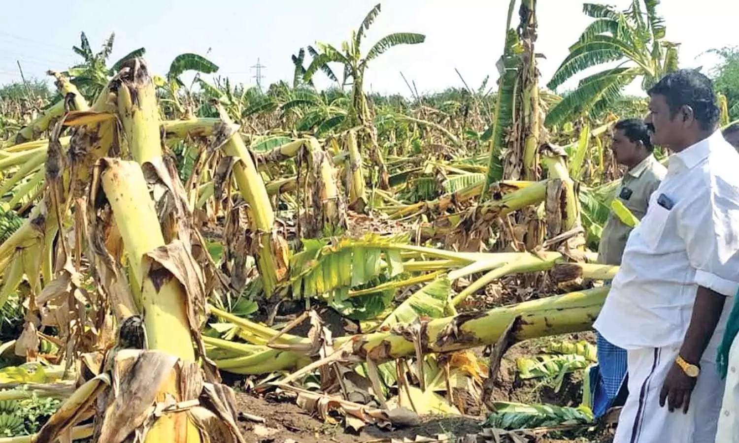Summer rain with gale brings respite to people but pain to Tiruchy farmers