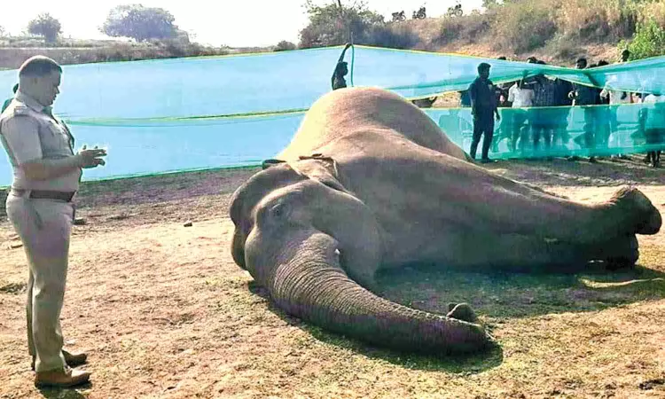Makhna electrocuted near Denkanikottai in Krishnagiri Makhna electrocuted near Denkanikottai in Krishnagiri