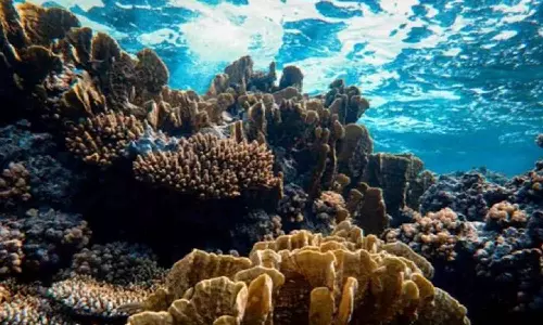Coral reefs in Gulf of Mannar being bleached due to heatwave: TN Forest dept