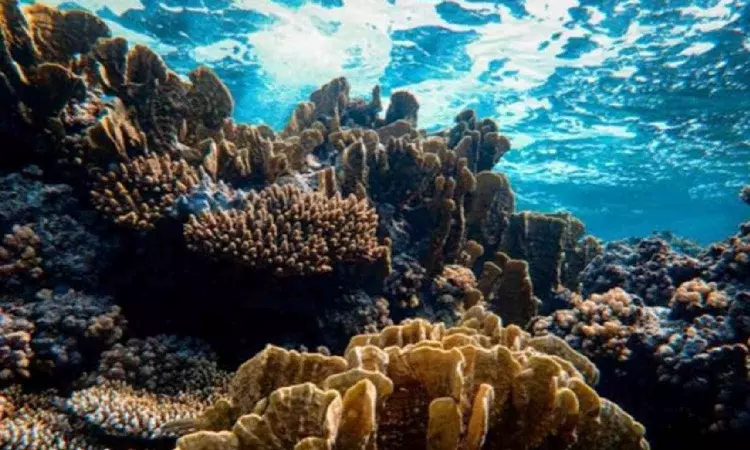 Coral reefs in Gulf of Mannar being bleached due to heatwave: TN Forest dept Coral reefs in Gulf of Mannar being bleached due to heatwave: TN Forest dept