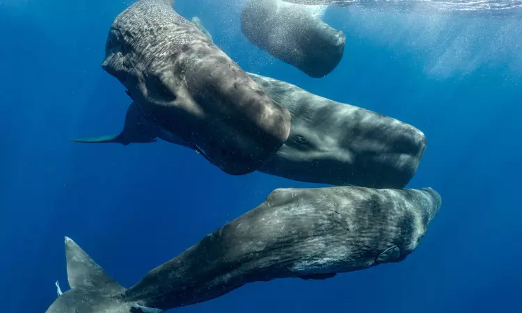 Complex Language: Scientists find an ‘alphabet’ in whale songs Complex Language: Scientists find an ‘alphabet’ in whale songs