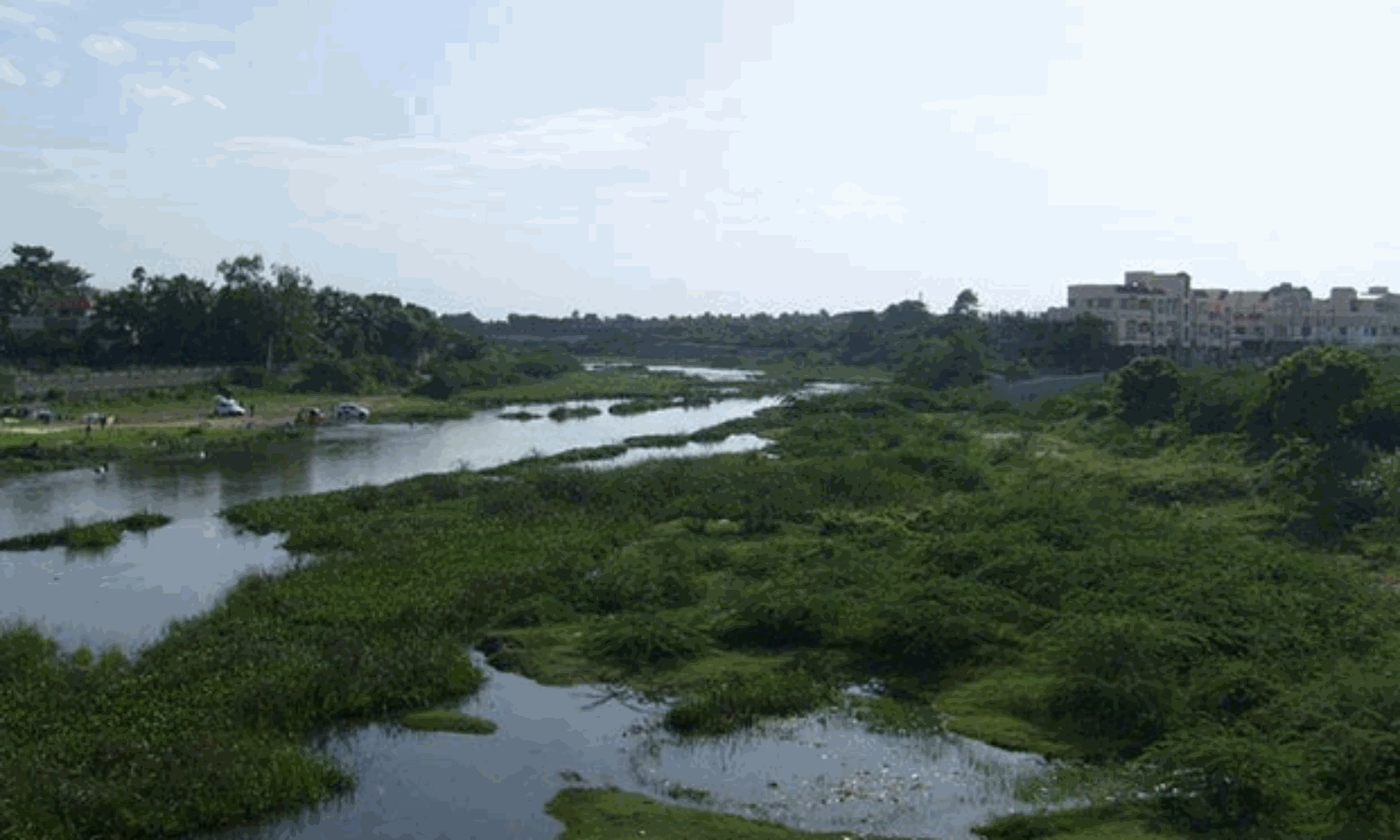 Chennais new mangrove defence line takes shape in Adyar Estuary