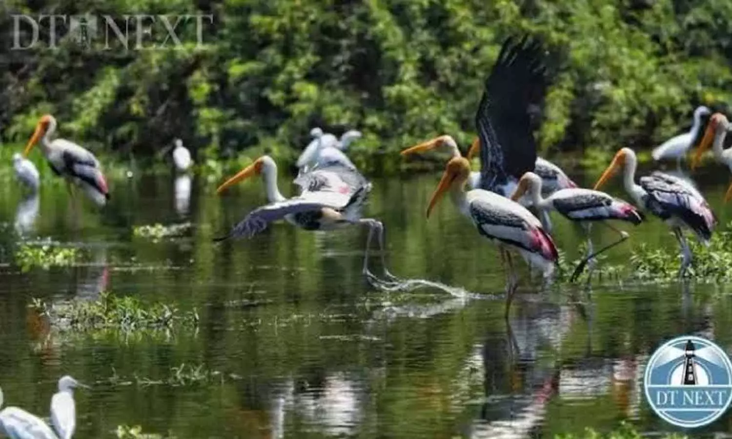 Declare ECR as protected zone for birds, says PMKs Anbumani Ramadoss