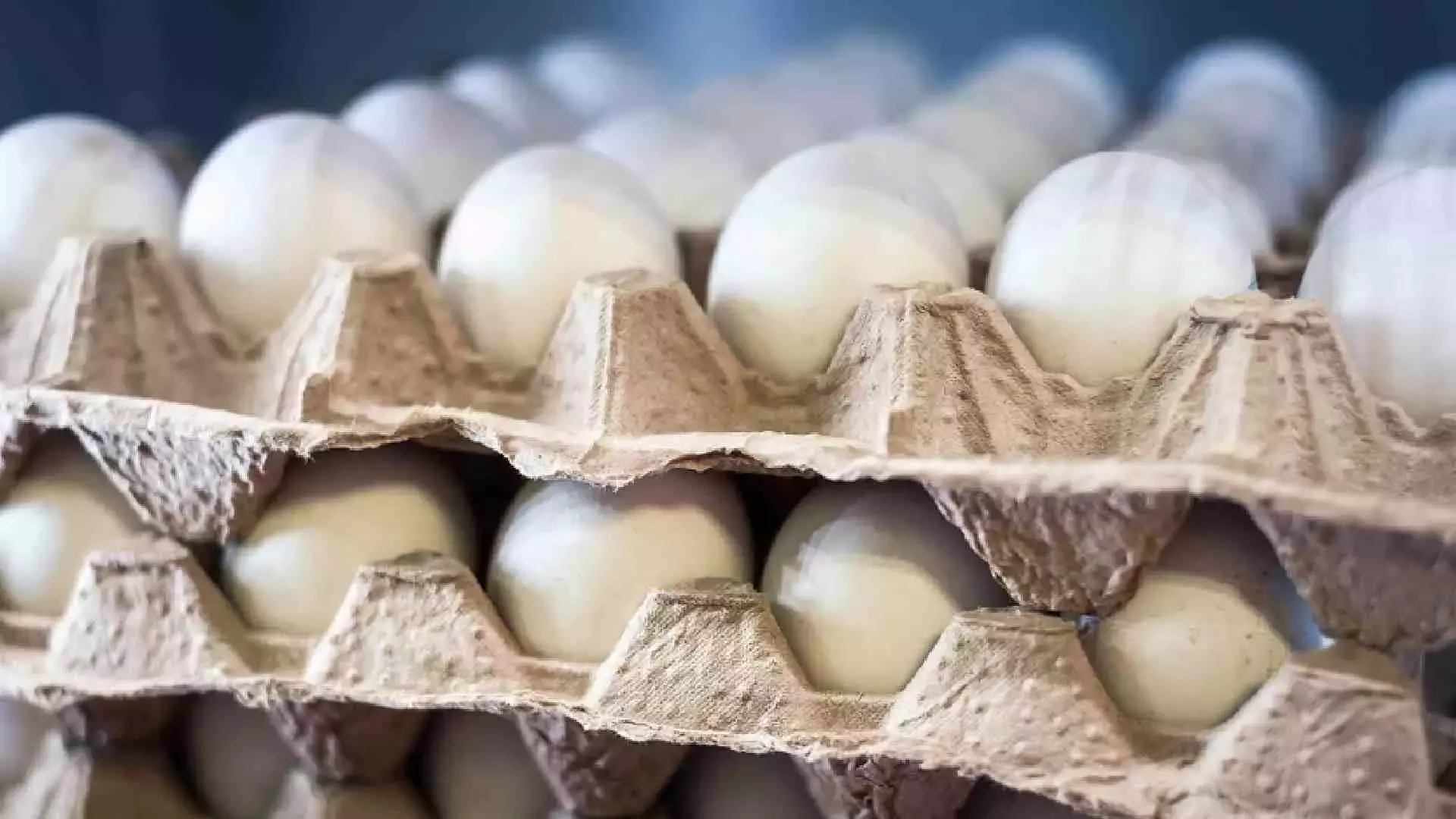 Egg price surges due to supply shortage, sold for Rs. 6.50 in Chennai